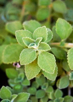 Sow Exotic Cuban Oregano (Plectranthus Amboinicus) Medicinal & Culinary Herbs
