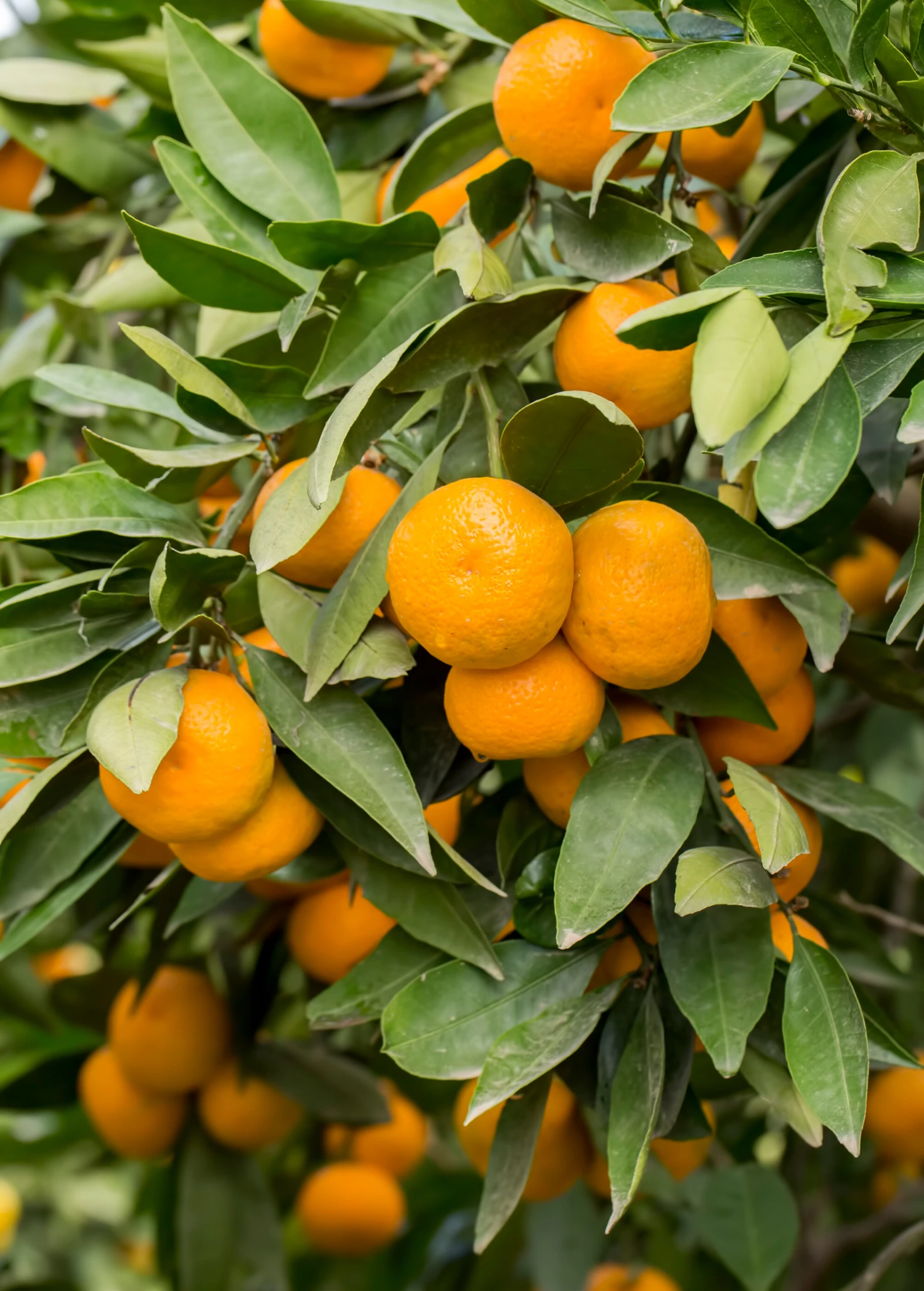 Sow Exotic Dancy Tangerine (Citrus Tangerina)