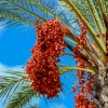 Sow Exotic Date Palm (Phoenix Dactylifera)