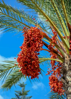 Sow Exotic Date Palm (Phoenix Dactylifera)