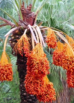 Sow Exotic Date Palm (Phoenix Dactylifera)