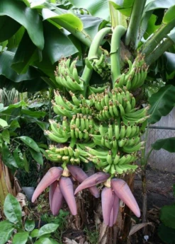 Sow Exotic Banana Dwarf 'Double Mahoi' (Musa Acuminata) Tropical Fruit & Spice Trees