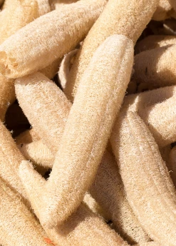 Sow Exotic Rare Fruiting Plants Loofah Gourd (Luffa Aegyptiaca)