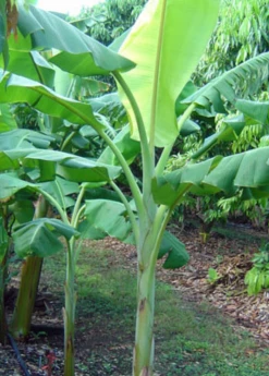 Sow Exotic Banana 'Dwarf Orinoco' (Musa Acuminata) Tropical Fruit & Spice Trees