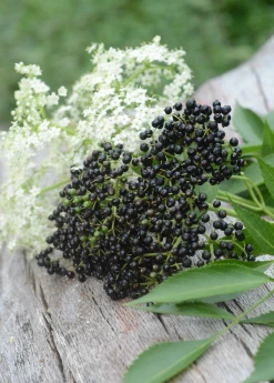 Sow Exotic Elderberry, Florida Native (Sambucus Canadensis) Medicinal & Culinary Herbs