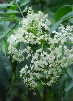 Sow Exotic Elderberry, Florida Native (Sambucus Canadensis) Medicinal & Culinary Herbs