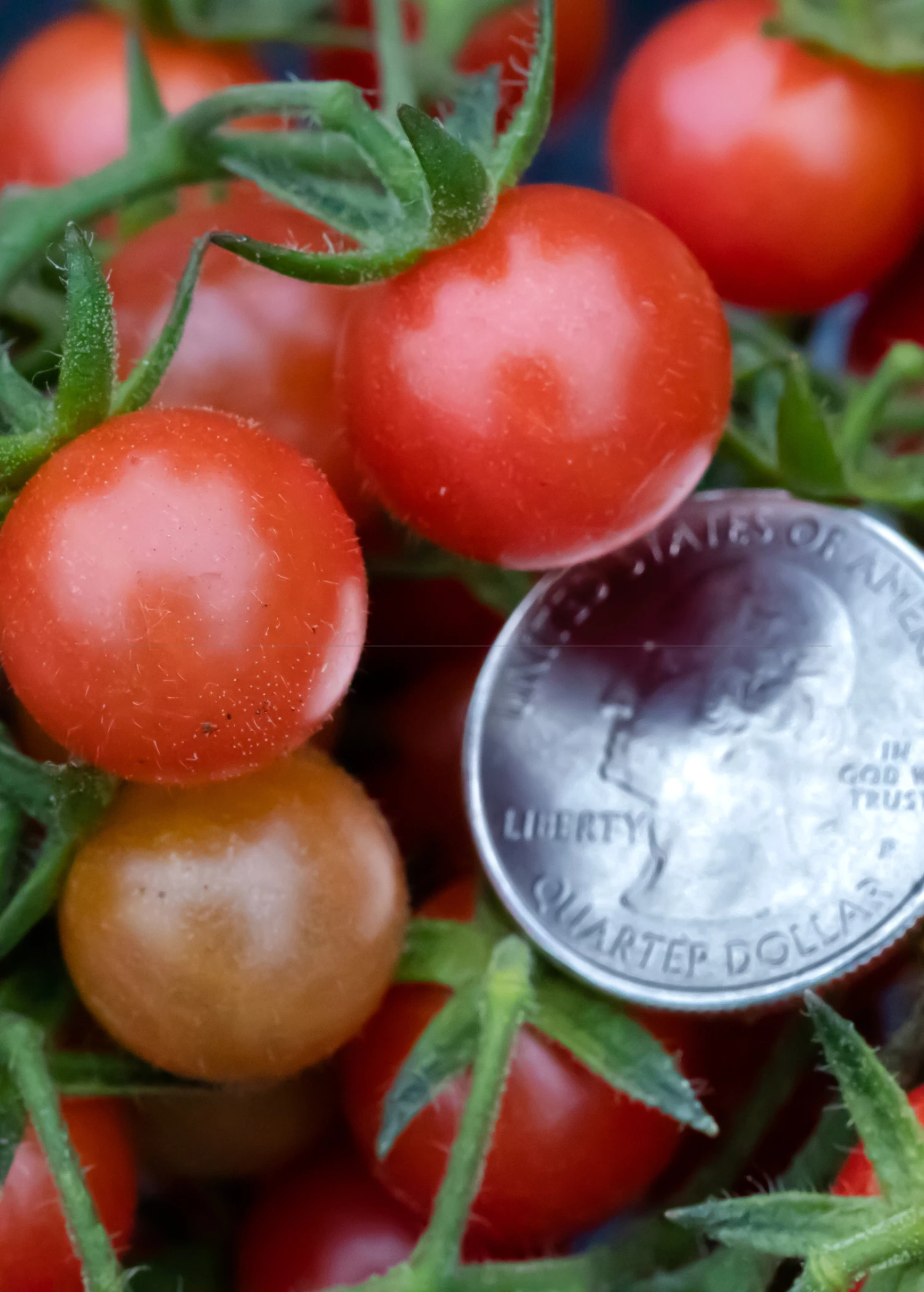 Sow Exotic Everglades Tomato (Solanum Pimpinellifolium) 3 Sow Exotic Everglades Tomato (Solanum Pimpinellifolium)