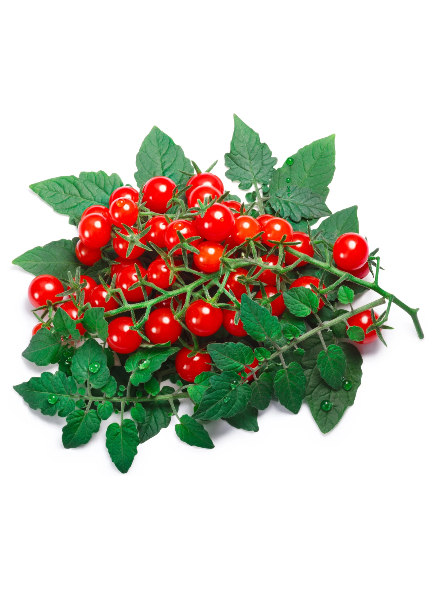 Sow Exotic Everglades Tomato (Solanum Pimpinellifolium) 1 Sow Exotic Everglades Tomato (Solanum Pimpinellifolium)