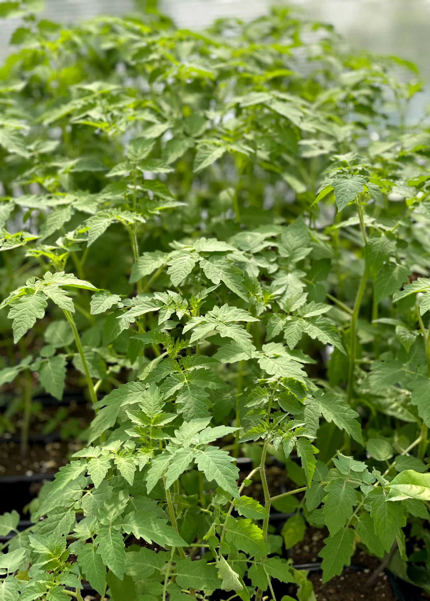 Sow Exotic Everglades Tomato (Solanum Pimpinellifolium) 2 Sow Exotic Everglades Tomato (Solanum Pimpinellifolium)