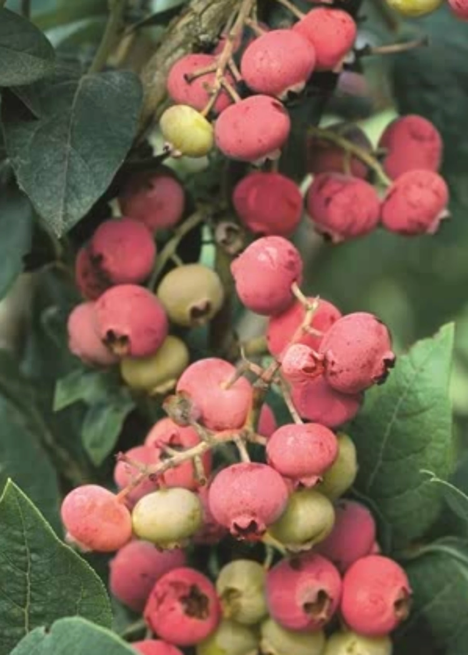 Sow Exotic Blueberry 'Florida Rose' (Vaccinium Ashei) 1 Sow Exotic Blueberry 'Florida Rose' (Vaccinium Ashei)