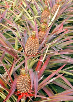 Sow Exotic Pineapple 'Florida Special' (Ananas Comosus) Rare Fruiting Plants