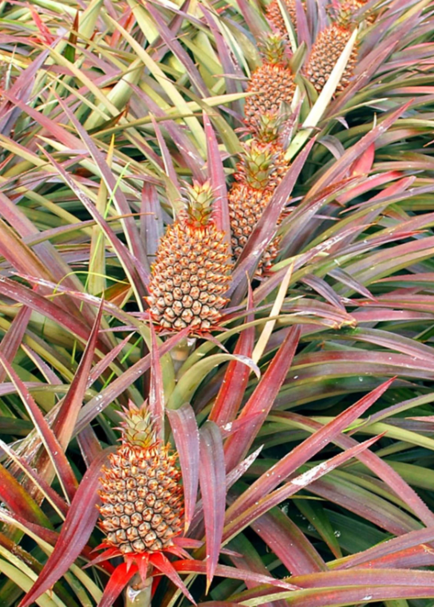 Sow Exotic Pineapple 'Florida Special' (Ananas Comosus) Rare Fruiting Plants 1 Sow Exotic Pineapple 'Florida Special' (Ananas Comosus) Rare Fruiting Plants