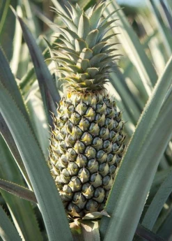 Sow Exotic Pineapple 'Florida Special' (Ananas Comosus) Rare Fruiting Plants