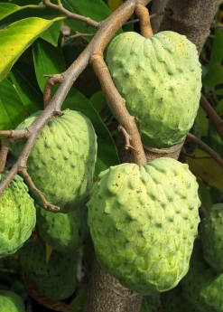 Sow Exotic Tropical Fruit & Spice Trees Atemoya 'Geffner' (Annona × Atemoya)