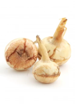 Sow Exotic Guinea Arrowroot (Calathea Allouia)