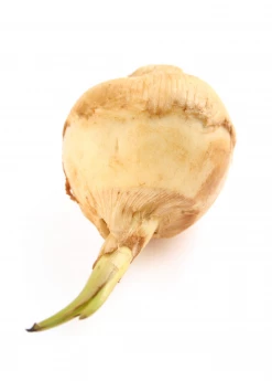 Sow Exotic Guinea Arrowroot (Calathea Allouia)