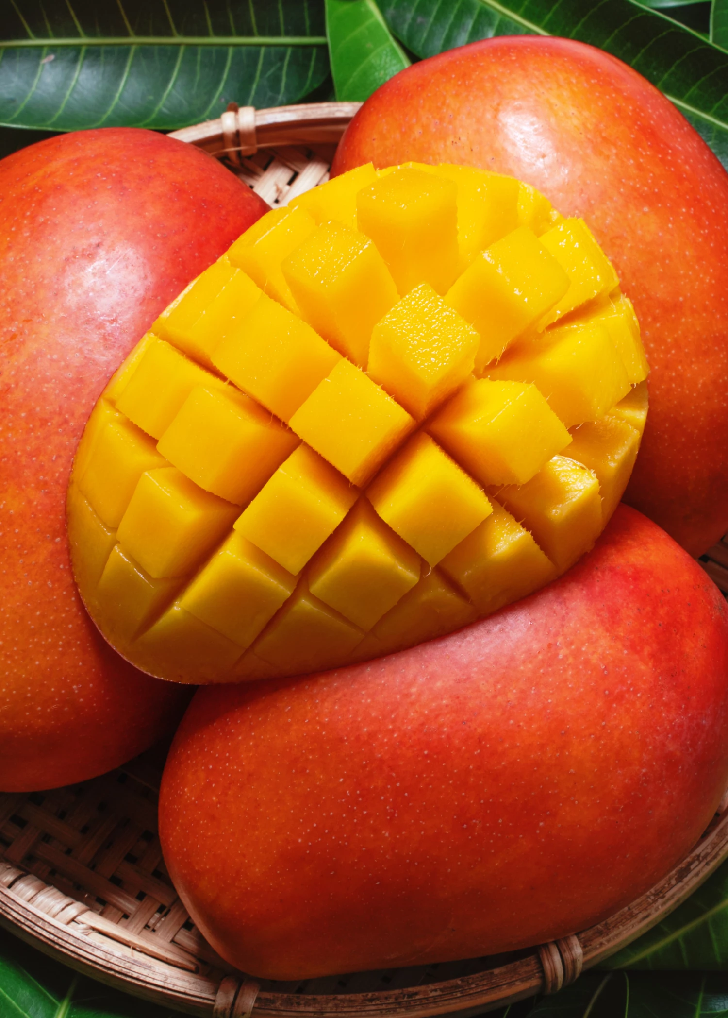 Sow Exotic Mango 'Haden' (Mangifera Indica) 2 Sow Exotic Mango 'Haden' (Mangifera Indica)
