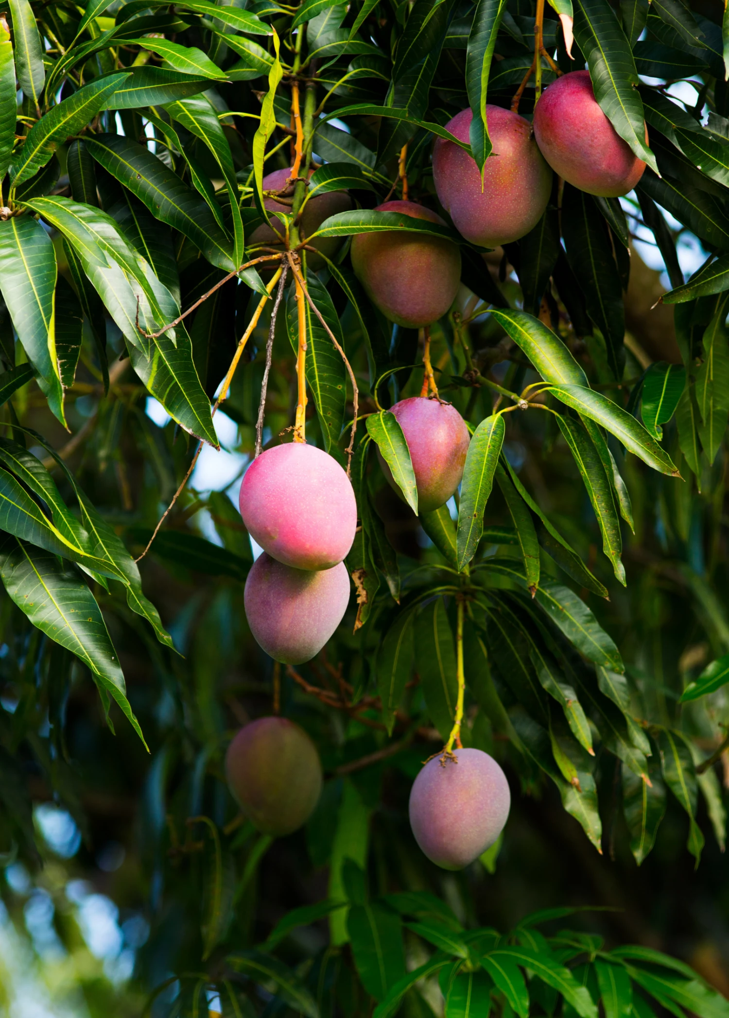 Sow Exotic Mango 'Haden' (Mangifera Indica) 3 Sow Exotic Mango 'Haden' (Mangifera Indica)