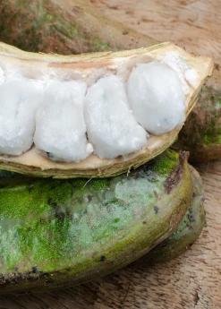 Sow Exotic Ice Cream Bean (Inga Edulis) Tropical Fruit & Spice Trees