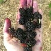Sow Exotic Mulberry 'Shangri La' (Morus Alba X Rubra) Tropical Fruit & Spice Trees