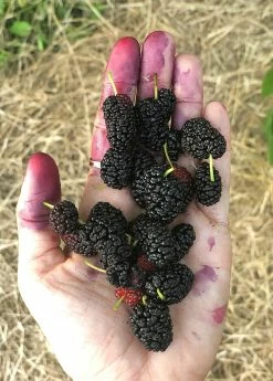 Sow Exotic Mulberry 'Shangri La' (Morus Alba X Rubra) Tropical Fruit & Spice Trees
