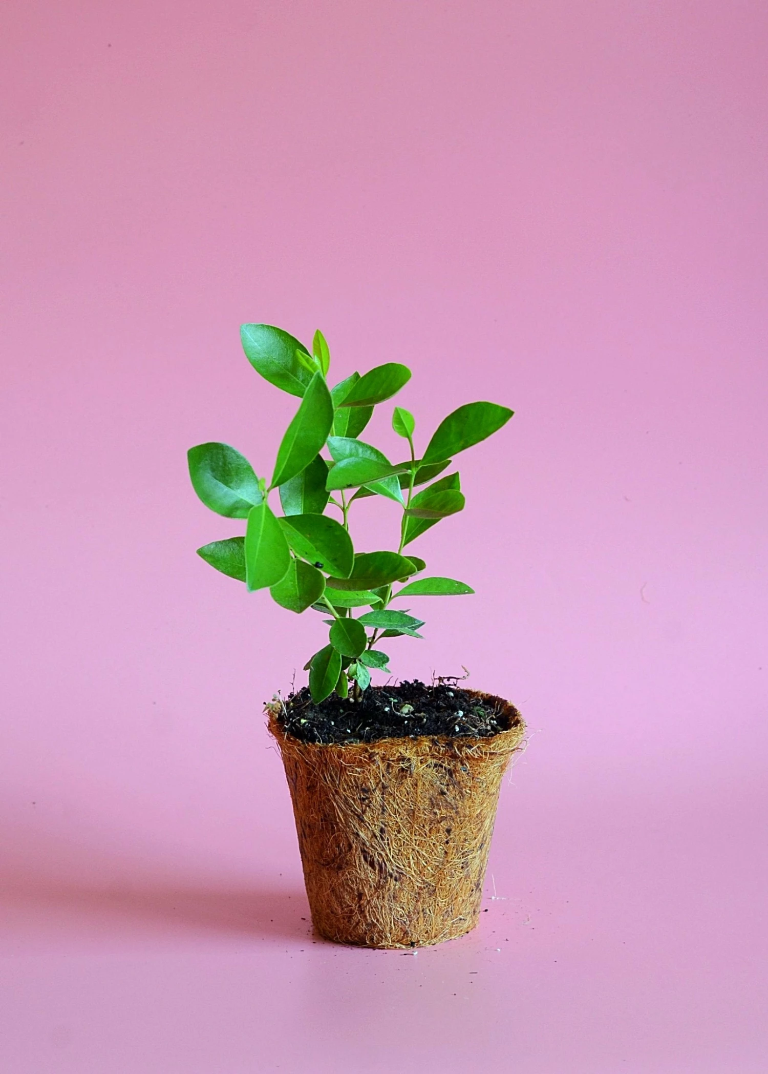 Sow Exotic Tropical Fruit & Spice Trees Guava, Strawberry (Psidium Cattleianum) 8 Sow Exotic Tropical Fruit & Spice Trees Guava, Strawberry (Psidium Cattleianum)