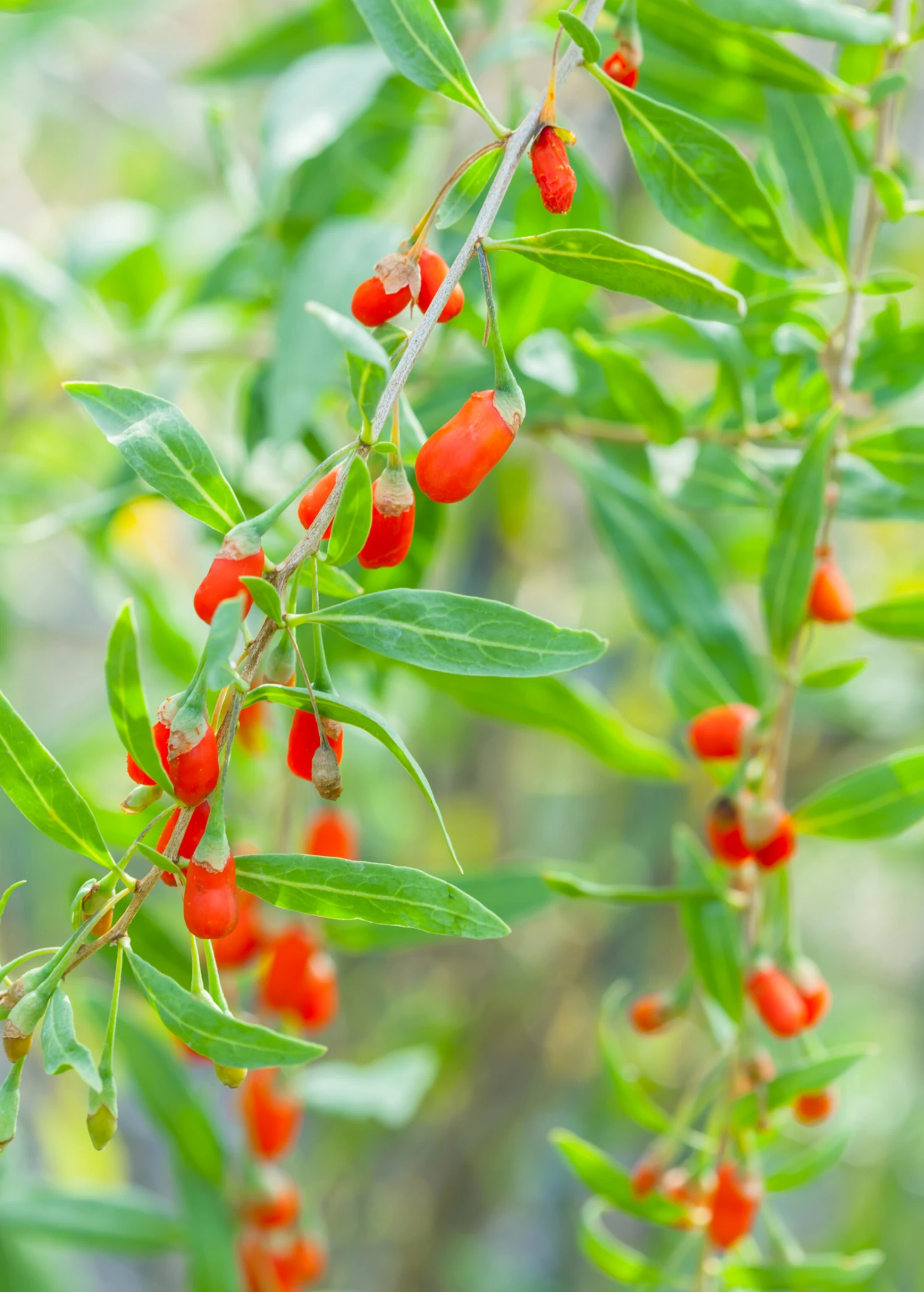Sow Exotic Red Goji Berry (Lycium Barbarum) 3 Sow Exotic Red Goji Berry (Lycium Barbarum)