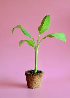 Sow Exotic Banana 'Ice Cream' (Musa)