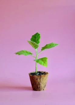 Sow Exotic Lulo, Naranjilla (Solanum Quitoense) Rare Fruiting Plants