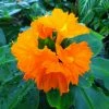 Sow Exotic Insulin Plant (Costus Igneus)