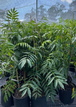 Sow Exotic June Plum (Spondias Dulcis) Tropical Fruit & Spice Trees