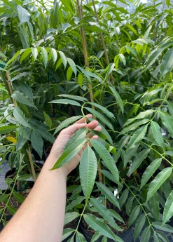 Sow Exotic June Plum (Spondias Dulcis) Tropical Fruit & Spice Trees