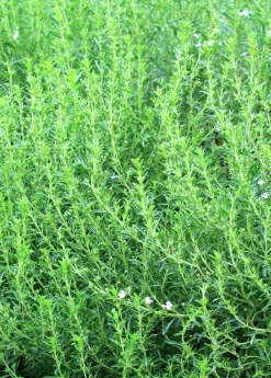 Sow Exotic Medicinal & Culinary Herbs Jamaican Mint Tree, Kama Sutra Mint (Satureja Viminea)