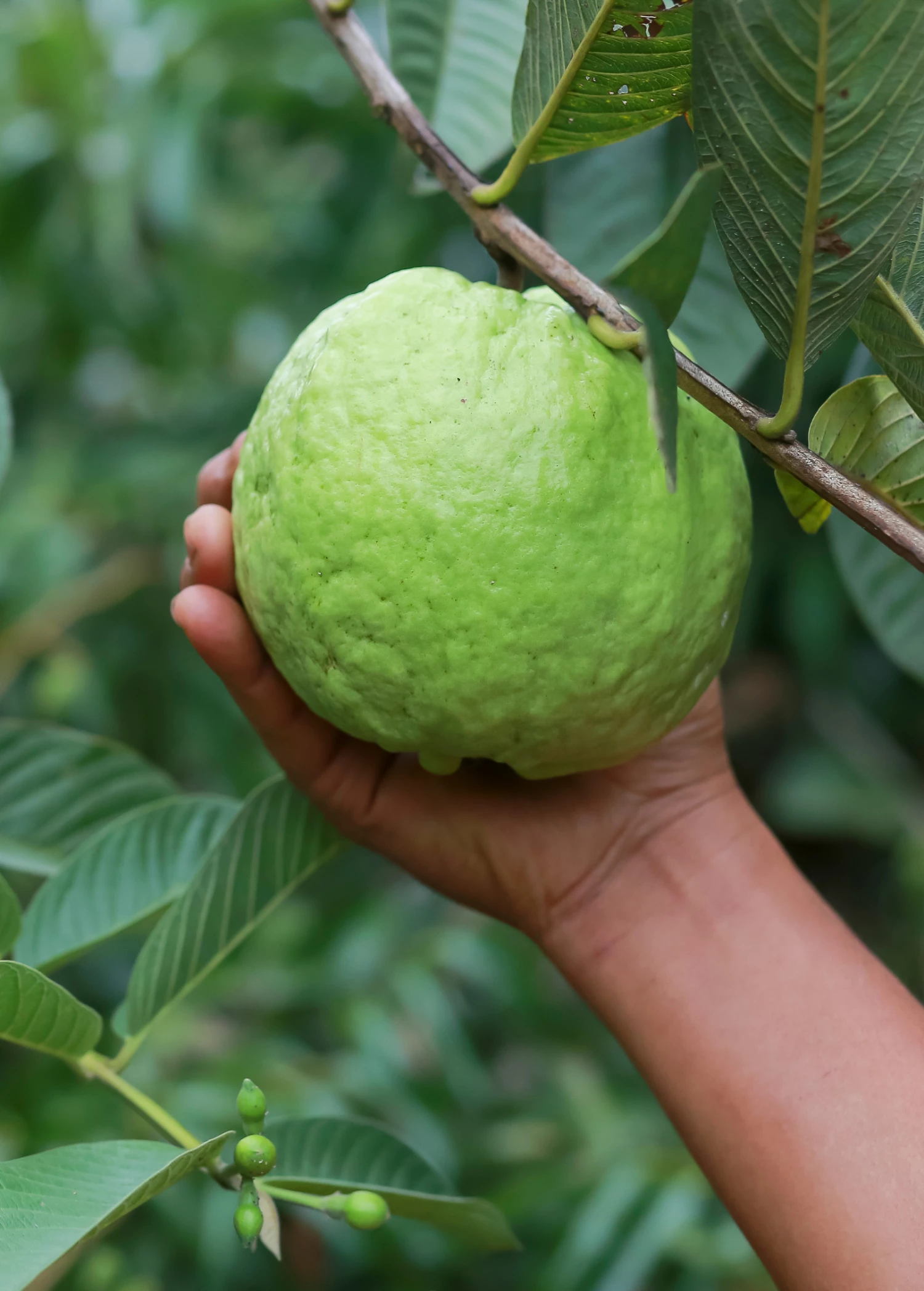 Sow Exotic Guava 'Kilo' (Psidium Guajava) Tropical Fruit & Spice Trees 1 Sow Exotic Guava 'Kilo' (Psidium Guajava) Tropical Fruit & Spice Trees
