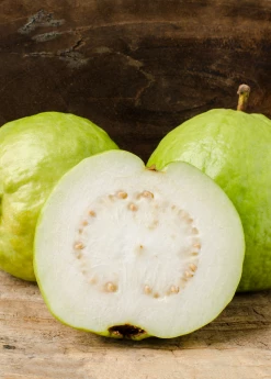 Sow Exotic Guava 'Kilo' (Psidium Guajava) Tropical Fruit & Spice Trees