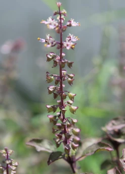 Sow Exotic Tulsi 'Krishna' (Ocimum Tenuiflorum) Medicinal & Culinary Herbs