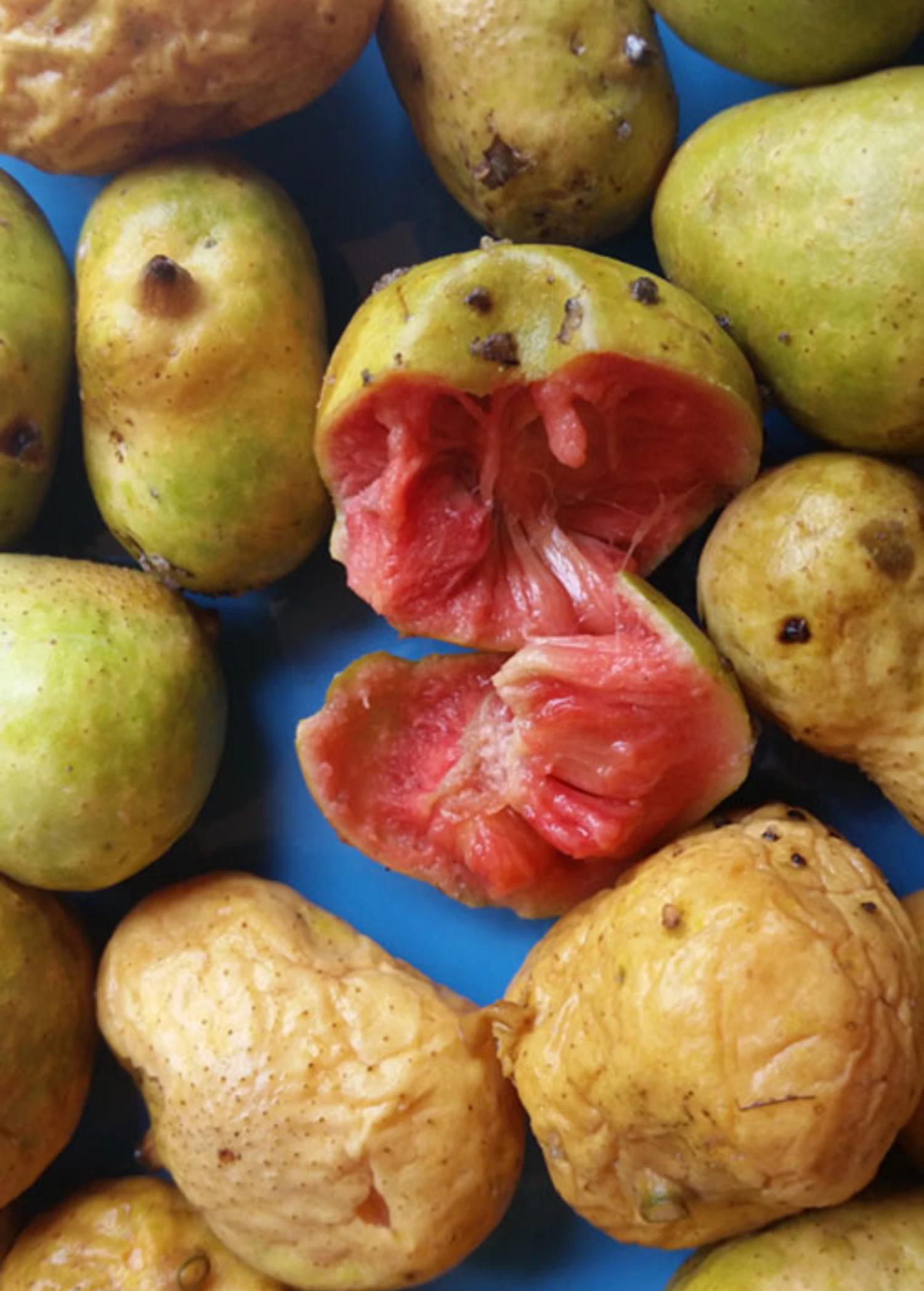 Sow Exotic Kwai Muk (Artocarpus Hypargyraeus) 2 Sow Exotic Kwai Muk (Artocarpus Hypargyraeus)