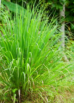 Sow Exotic Lemongrass (Cymbopogon) Medicinal & Culinary Herbs