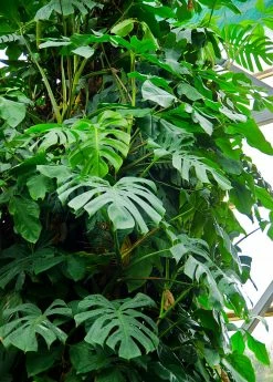 Sow Exotic Monstera Deliciosa, Swiss Cheese Plant Rare Fruiting Plants 13 Sow Exotic Monstera Deliciosa, Swiss Cheese Plant Rare Fruiting Plants