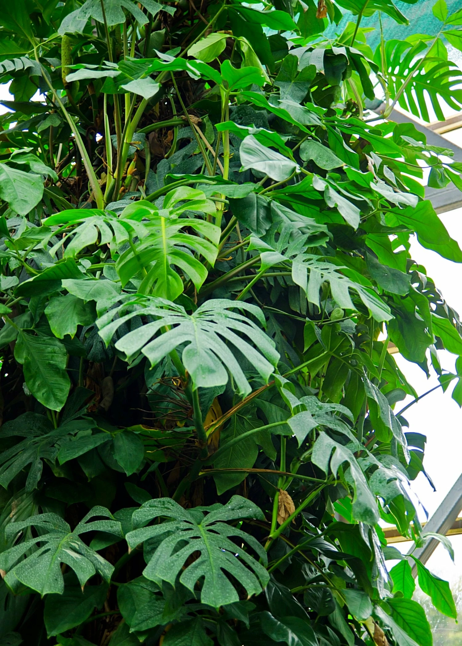 Sow Exotic Monstera Deliciosa, Swiss Cheese Plant Rare Fruiting Plants 6 Sow Exotic Monstera Deliciosa, Swiss Cheese Plant Rare Fruiting Plants