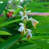 Sow Exotic Lesser Galangal (Alpinia Officinarum) Medicinal & Culinary Herbs
