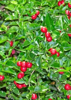 Sow Exotic Rare Fruiting Plants Limeberry (Triphasia Trifolia)