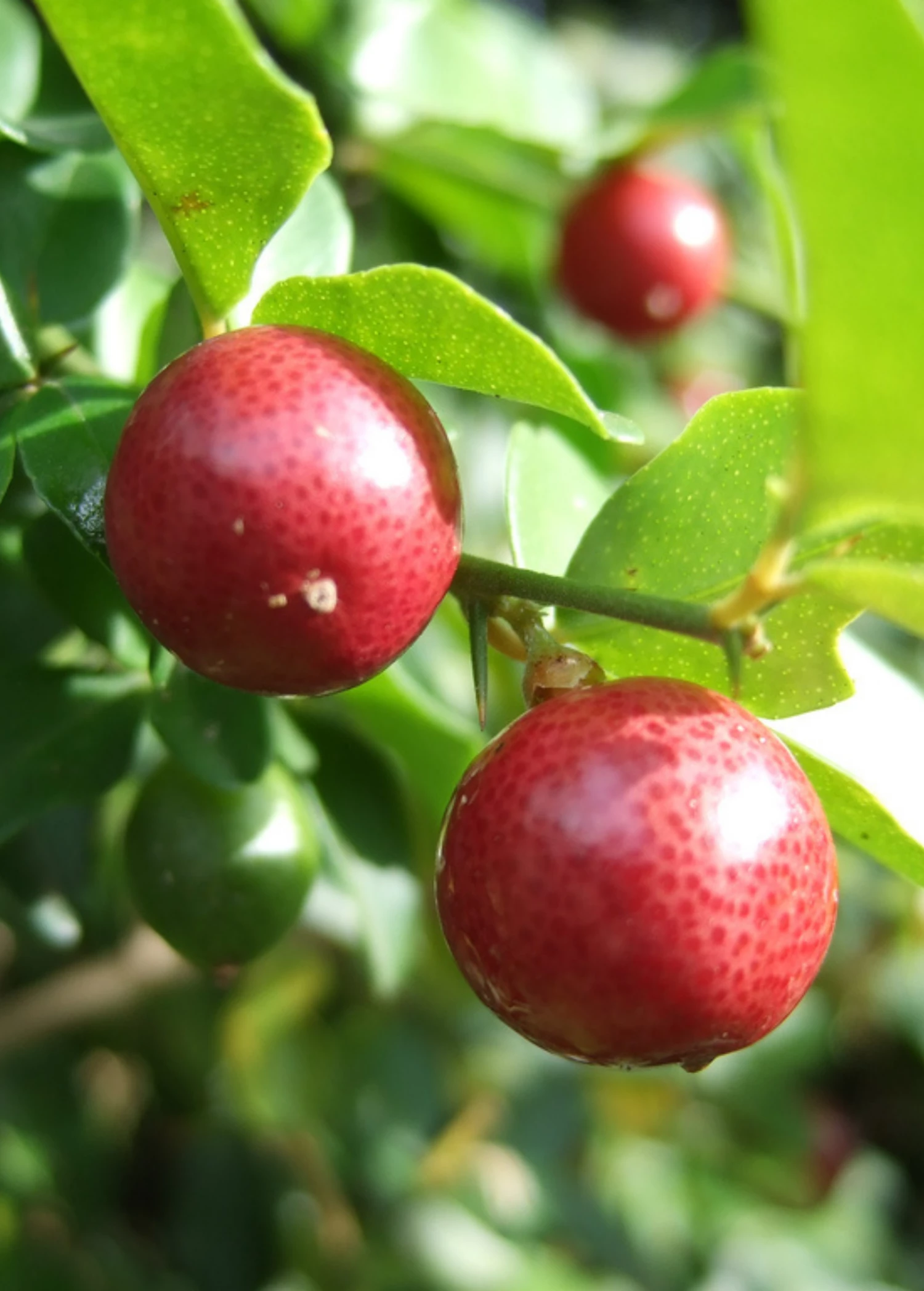 Sow Exotic Rare Fruiting Plants Limeberry (Triphasia Trifolia) 2 Sow Exotic Rare Fruiting Plants Limeberry (Triphasia Trifolia)