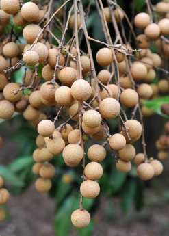 Sow Exotic Tropical Fruit & Spice Trees Longan, Pink 'Sri Chompoo' (Dimocarpus Longan)