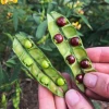 Sow Exotic Red Pigeon Pea (Cajanus Cajan) Tropical Fruit & Spice Trees