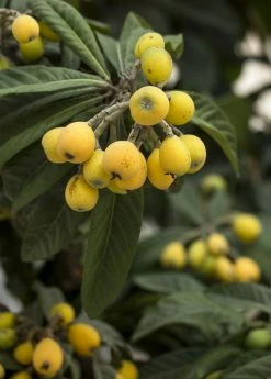 Sow Exotic Tropical Fruit & Spice Trees Loquat 'Champagne' (Eriobotrya Japonica)