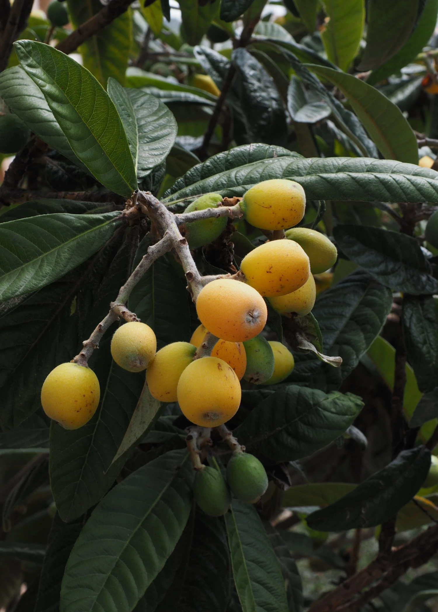Sow Exotic Tropical Fruit & Spice Trees Loquat 'Christmas' (Eriobotrya Japonica) 7 Sow Exotic Tropical Fruit & Spice Trees Loquat 'Christmas' (Eriobotrya Japonica)