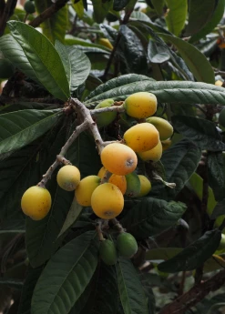 Sow Exotic Loquat Seedling (Eriobotrya Japonica) Tropical Fruit & Spice Trees