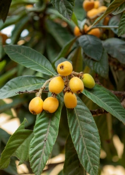 Sow Exotic Tropical Fruit & Spice Trees Loquat 'Champagne' (Eriobotrya Japonica)