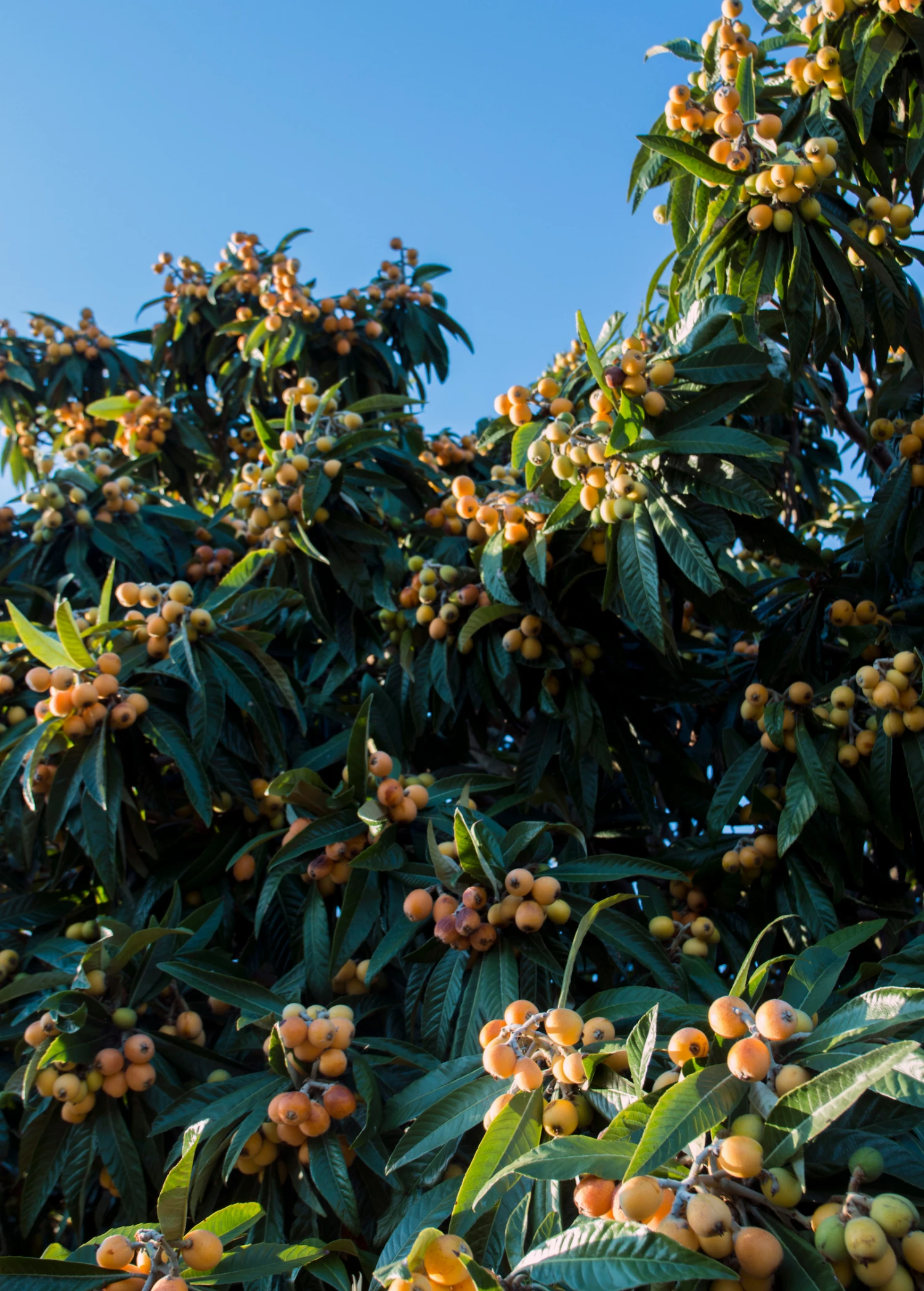 Sow Exotic Tropical Fruit & Spice Trees Loquat 'Christmas' (Eriobotrya Japonica) 4 Sow Exotic Tropical Fruit & Spice Trees Loquat 'Christmas' (Eriobotrya Japonica)